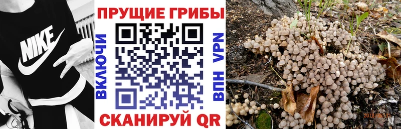 Купить  Улан-Удэ  Псилоцибиновые грибы Psilocybine cubensis 